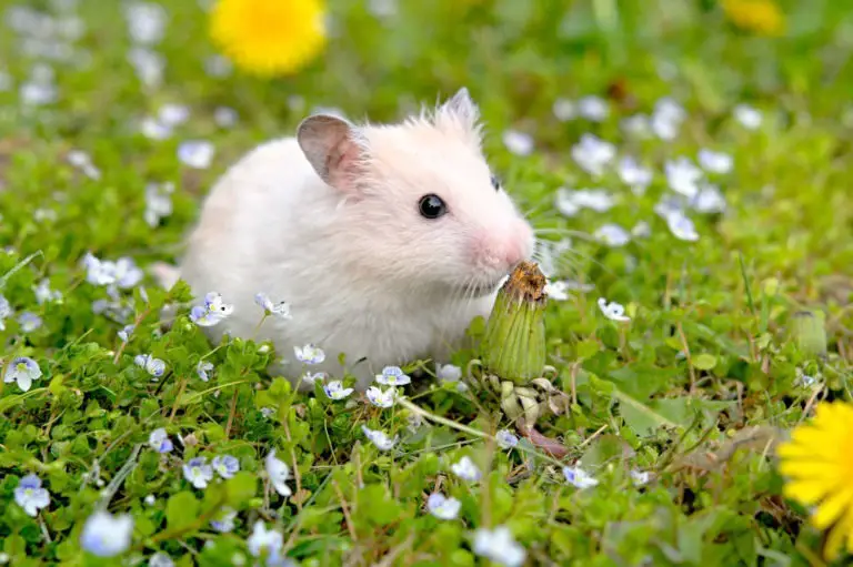 Kann man mit Hamster an der Leine spazieren gehen? Es gibt bessere Alternativen!