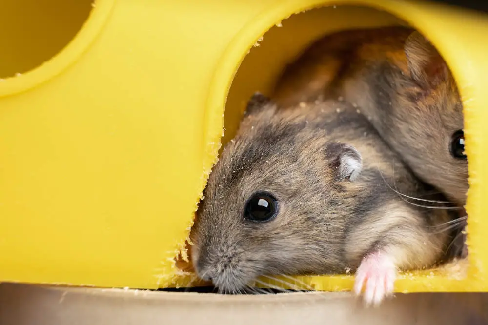 5 geniale Röhren für Hamster Titelbild