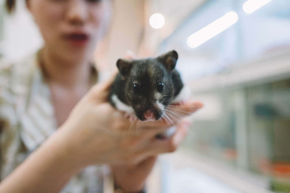 Hamster Züchter finden - so geht's!