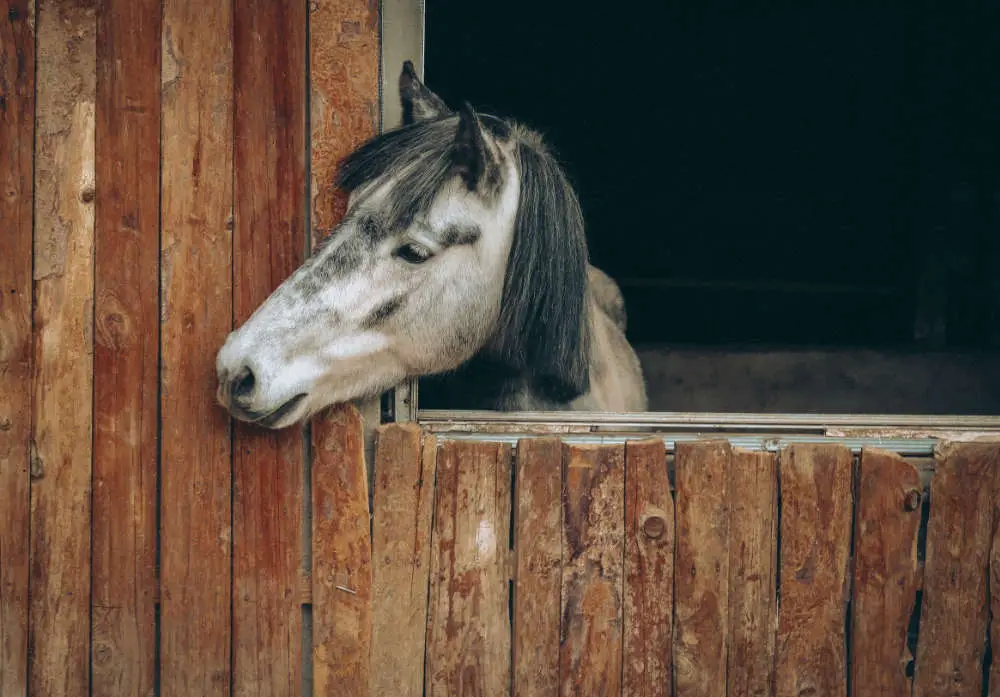 Sind Pferde nachtragend - Titelbild