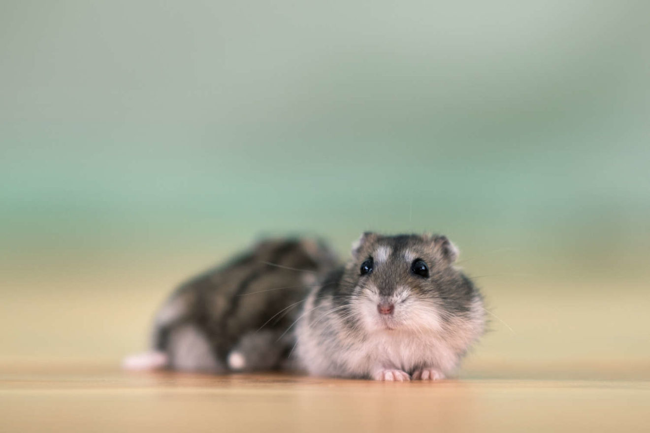 Hamster und der Winterschlaf das musst du unbedingt wissen Haustierlino.de