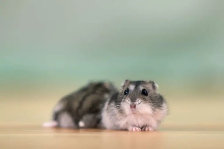 Hamster Winterschlaf - Titelbild
