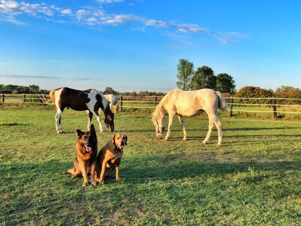 Wer ist intelligenter: Hunde oder Pferde?