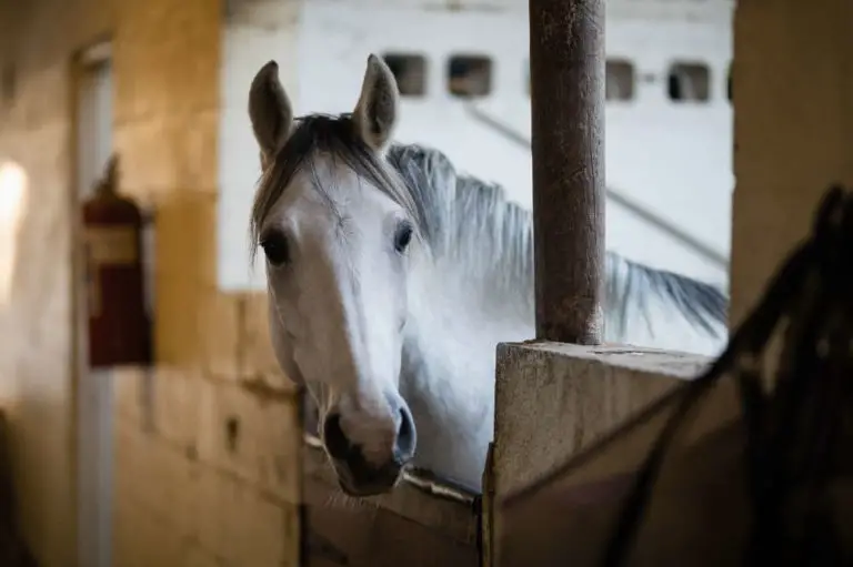 Sind Pferde Einzelgänger - das Sozialverhalten unter der Lupe