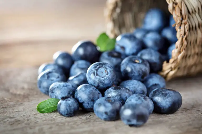 Dürfen Pferde Blaubeeren essen - Titelbild