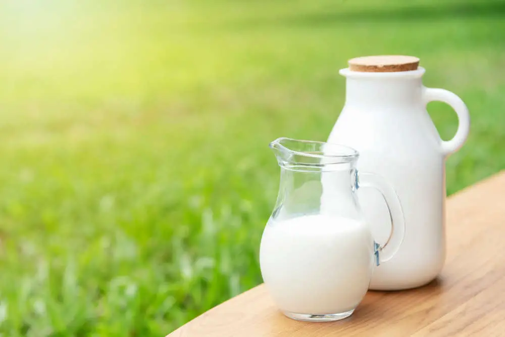 Dürfen Pferde Milch trinken - Titelbild