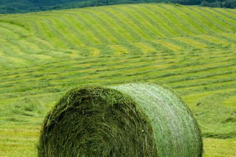 Dürfen Pferde nasses Heu fressen - Titelbild