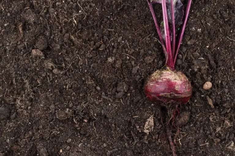 Dürfen Pferde Rote Bete essen - Titelbild