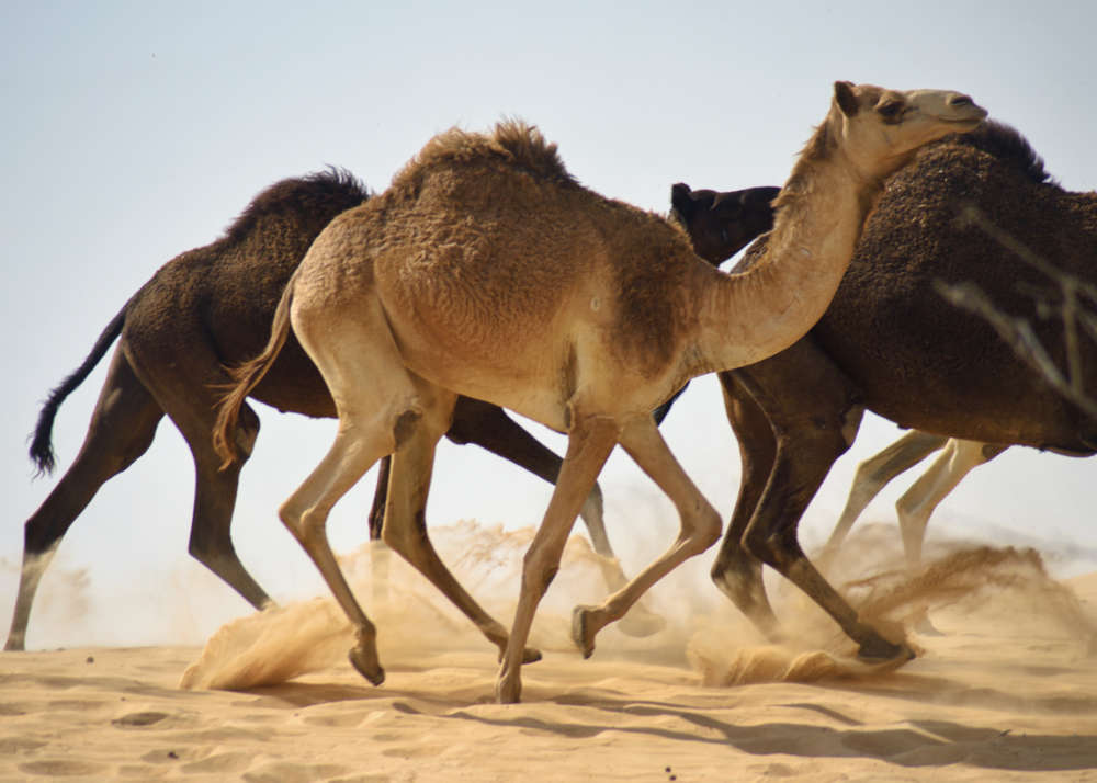 Sind Pferde schneller als Kamele - Titelbild