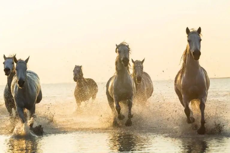 Wie lange können Pferde rennen