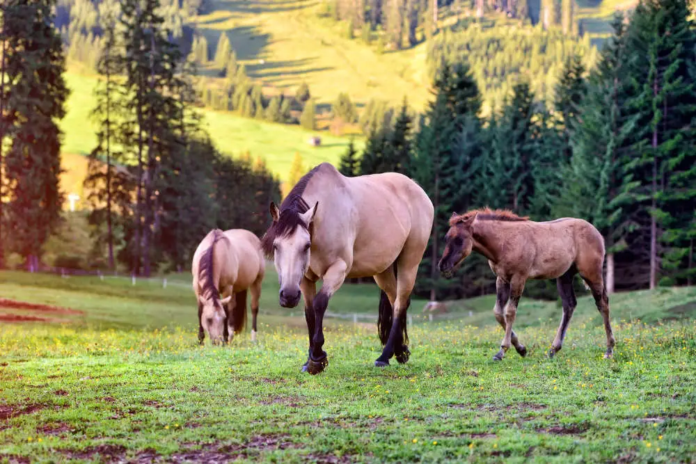 Welches Pferd bei Übergewicht - Titelbild