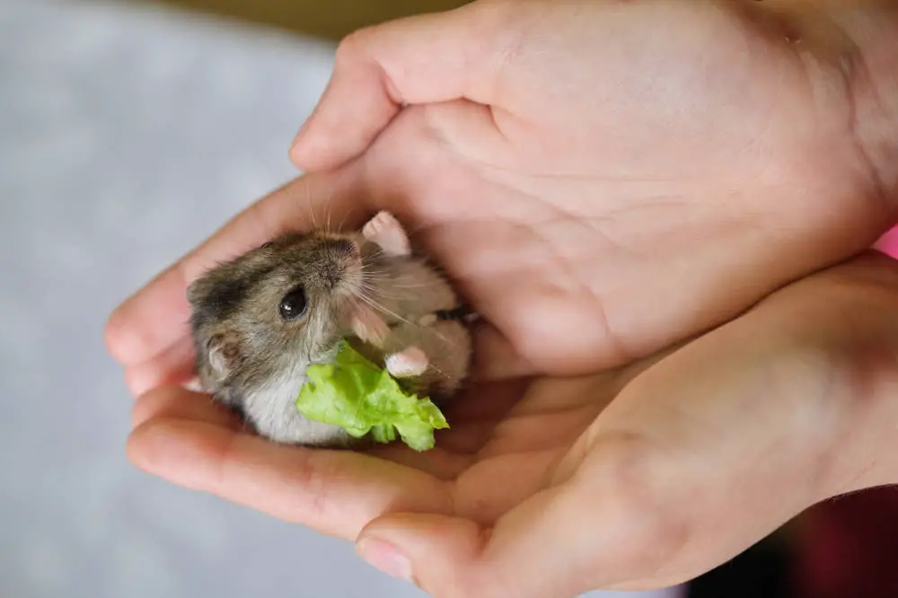 Welche Geräusche machen Hamster