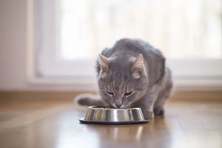 Katze frisst nach Wurmkur nicht