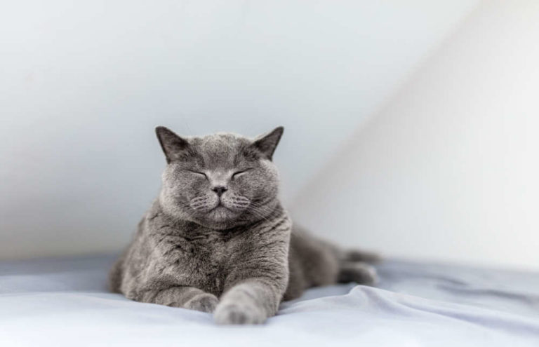 Katze Nase tropft beim Schnurren