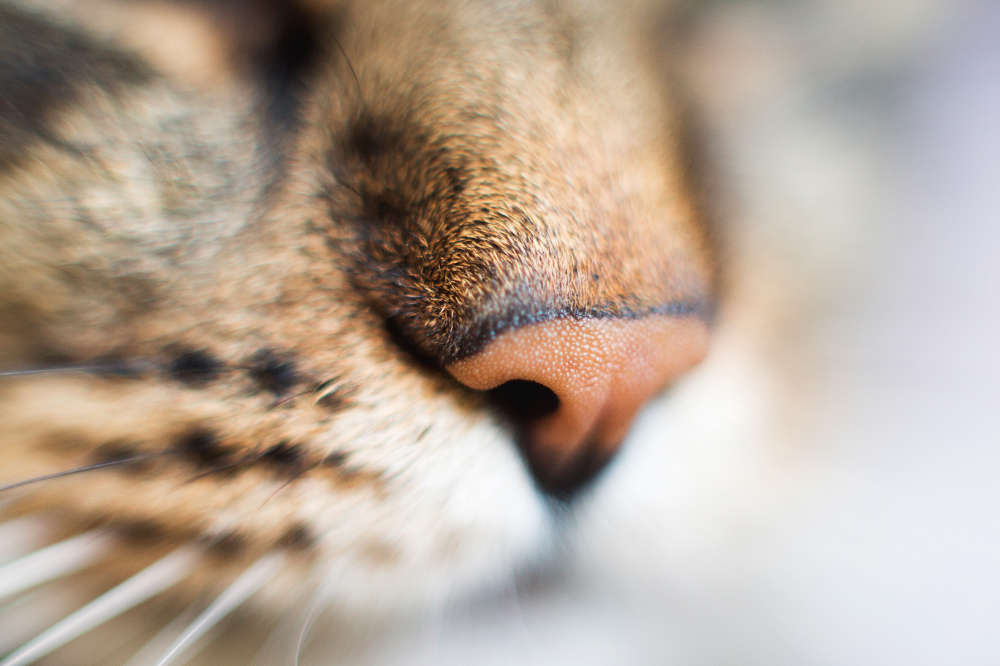 Katzen-Nase: Popel richtig entfernen