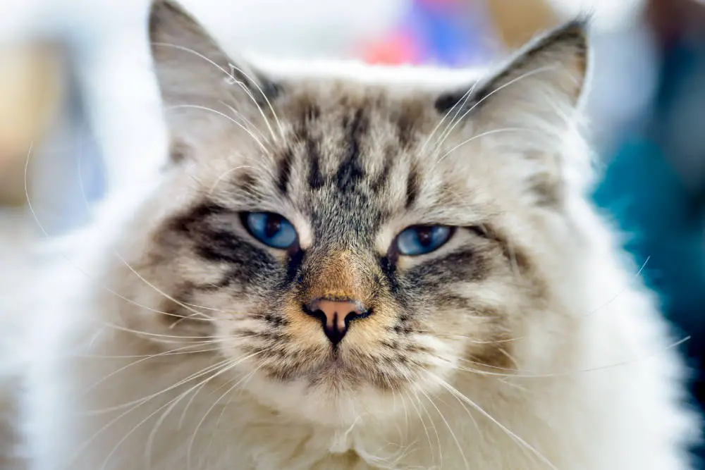 Katze starrt ins Nichts: Apathie und Lethargie bei Katzen