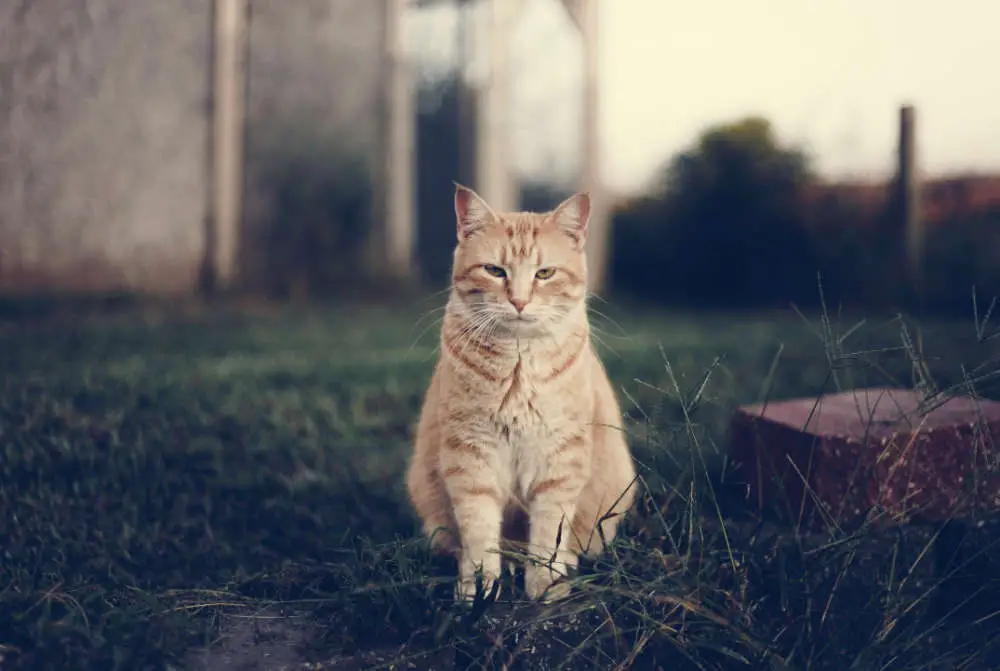 Katze torkelt wie Betrunken