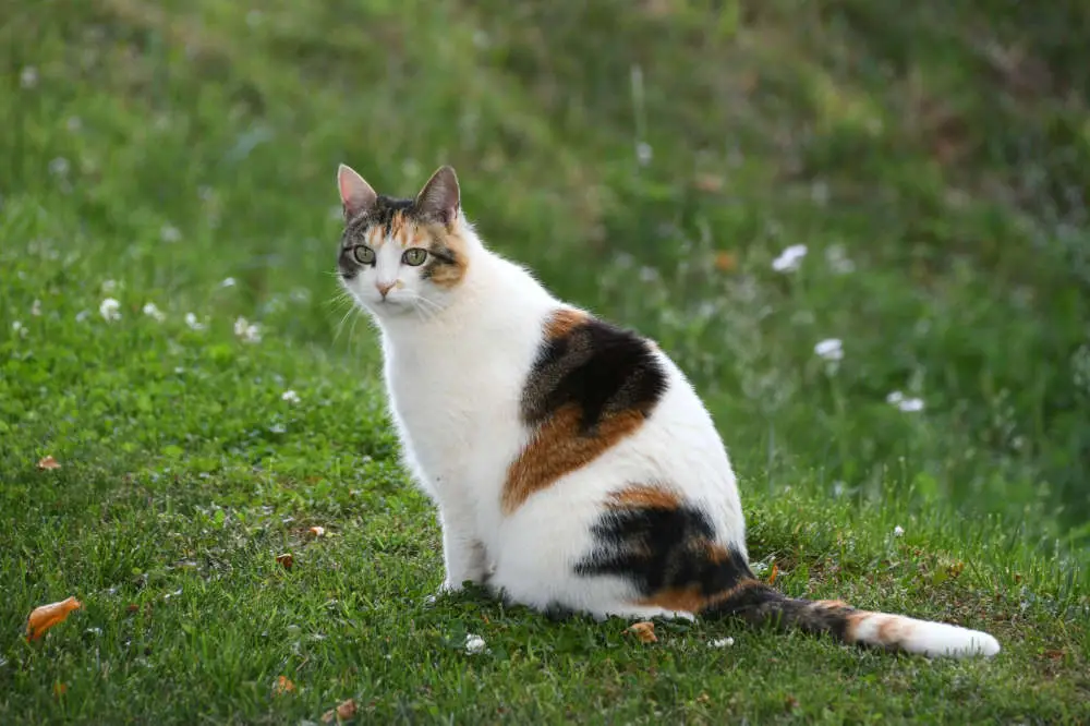 Woran erkennt man, dass eine Katze gedeckt wurde?