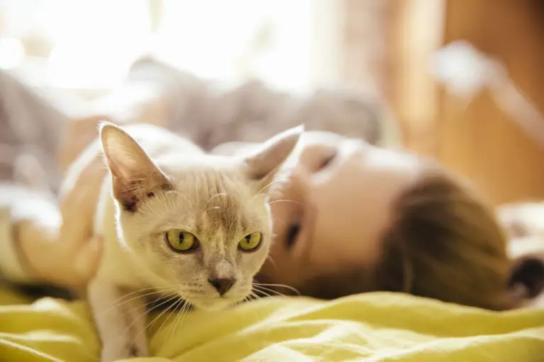 Katze hat sich Kopf gestoßen