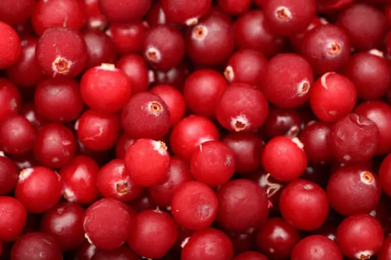 Dürfen Pferde Cranberries essen?