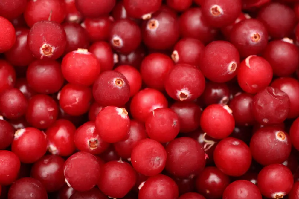 Dürfen Pferde Cranberries essen?