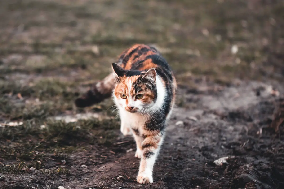 Katze abstehendes Fell am Rücken