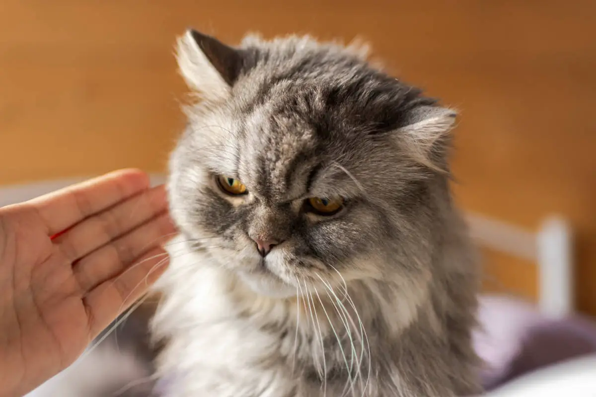 Katze bestrafen - Ja oder nein?