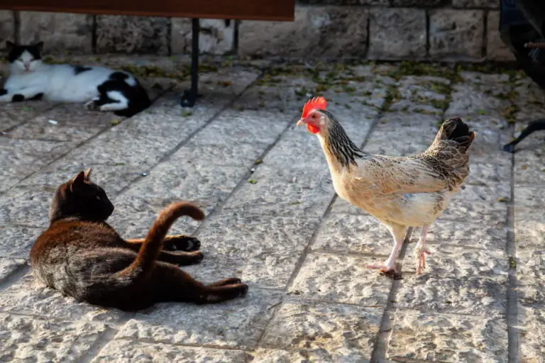 Sind Katzen für Hühner gefährlich