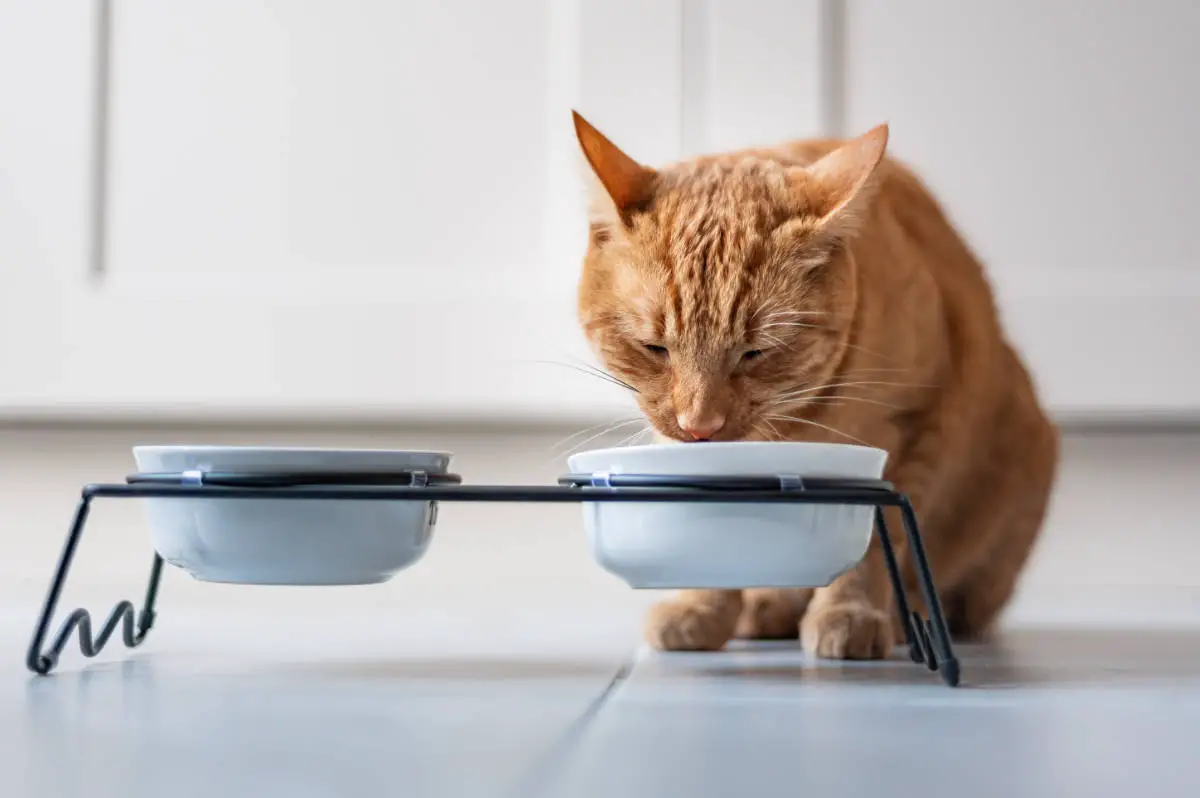 Hunger von Katzen im Jahresverlauf