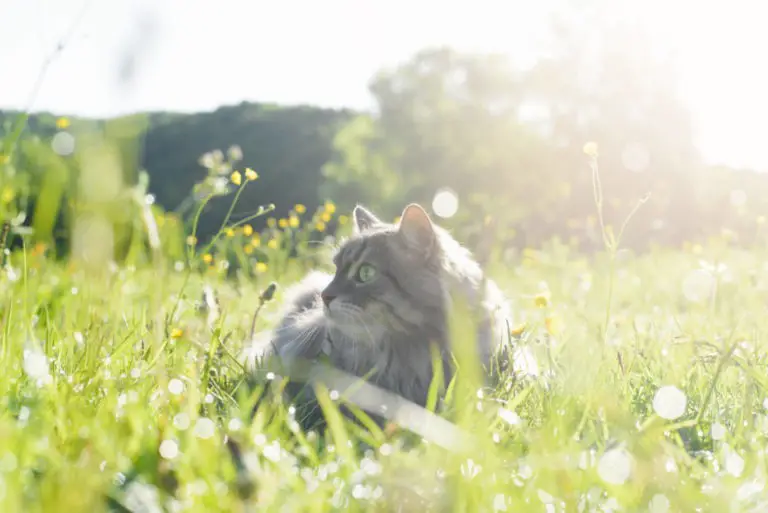 Katze Sommer dünner