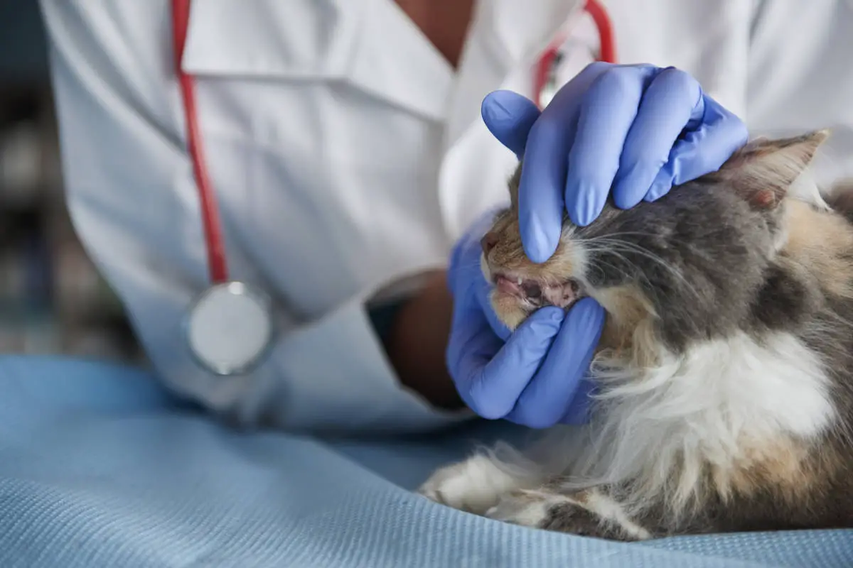 Können Katzen ohne Zähne fressen