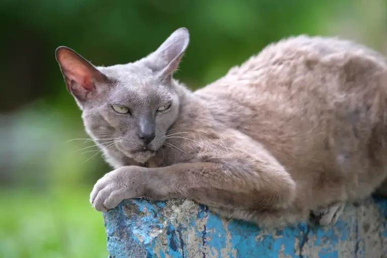 Sind Katzen zickig? Überraschende Antwort!