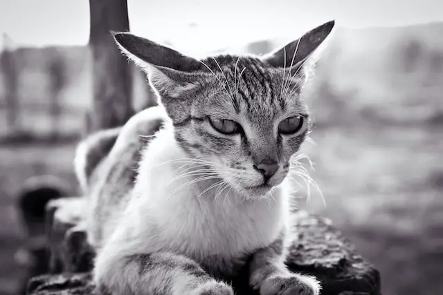 Verstehe deine Katze, Schmerzen frühzeitig erkennen