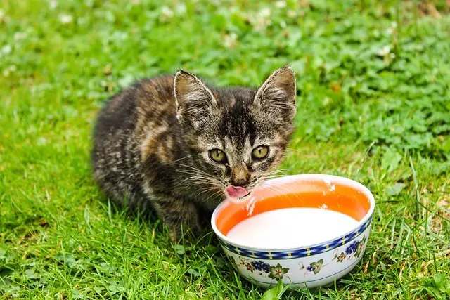 Dürfen Katzen Milch trinken?