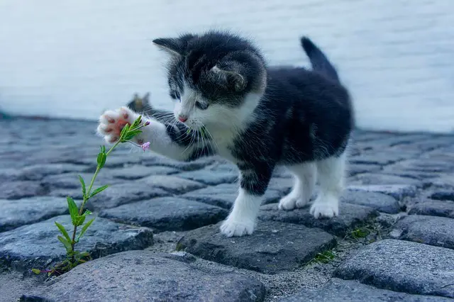 Katzenbetreuung