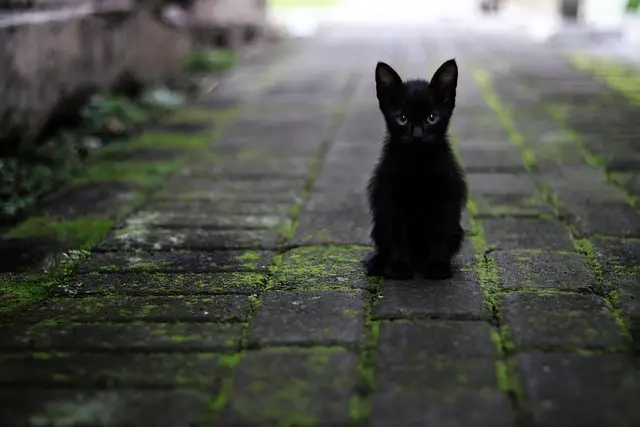 Katzen und andere Haustiere: Tipps zur Eingewöhnung und zum harmonischen Zusammenleben