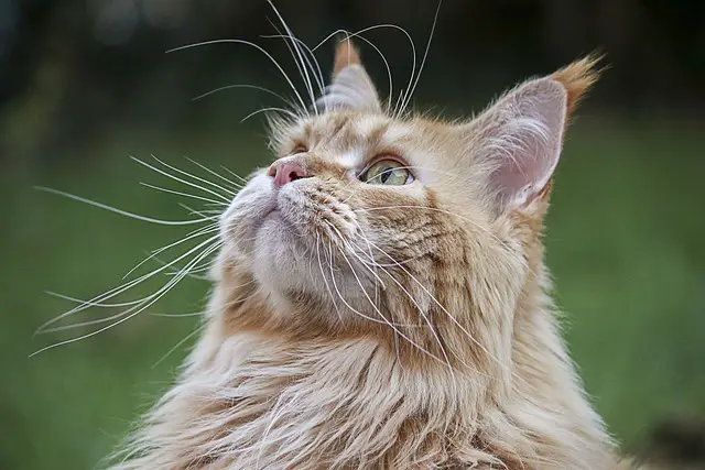 Wie kann ich meine Katze vor Krankheiten schützen?