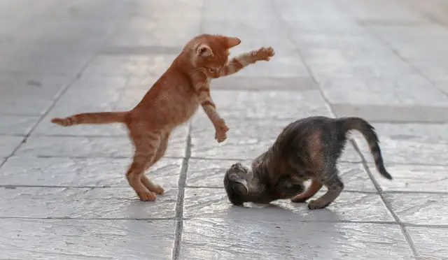 Woran kann ich erkennen, ob meine Katze genügend Bewegung hat?