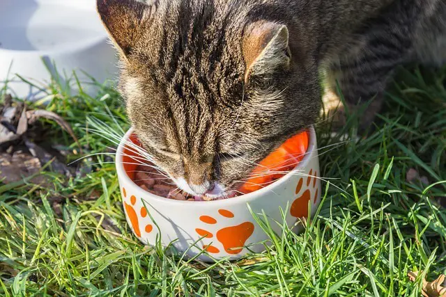 Woran kann ich erkennen, ob meine Katze genügend Futter bekommt?