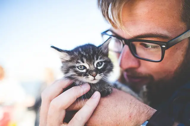 Woran erkenne ich, ob meine Katze genügend Pflege und Aufmerksamkeit bekommt?