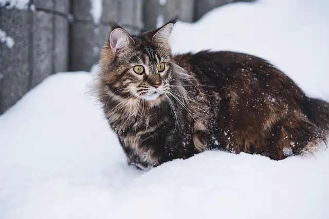 Die beliebtesten Katzenrassen im Überblick