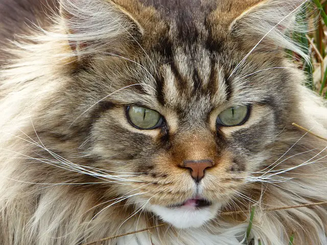 Große Katzenrassen: Von der Maine Coon bis zur Norwegischen Waldkatze