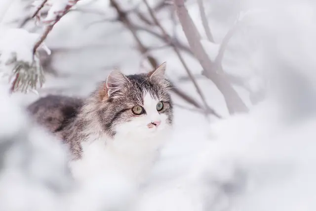 Katze Schnee