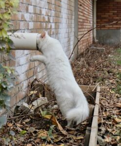 Wie stelle ich sicher, dass meine Katze genügend Flüssigkeit zu sich nimmt?