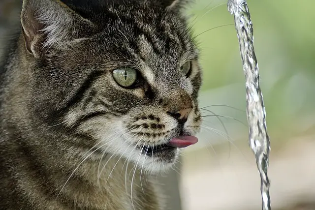 Woran kann ich erkennen, ob meine Katze genügend Wasser trinkt?