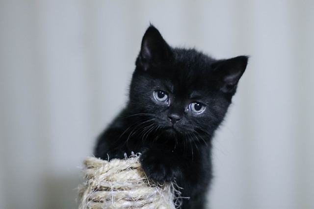 Katzenpflege-Tipps für Anfänger