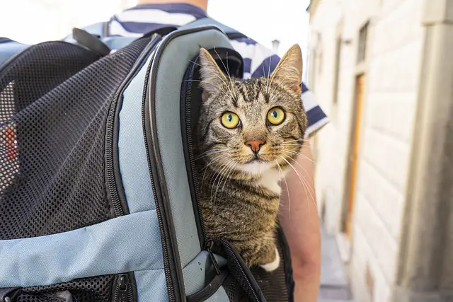 Reisevorbereitungen für Katzenbesitzer
