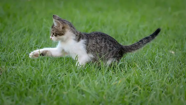 Vorbeugung und Behandlung von häufigen Katzenkrankheiten