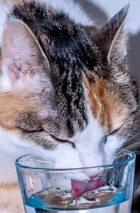 Katze trinkt Flüssigkeit