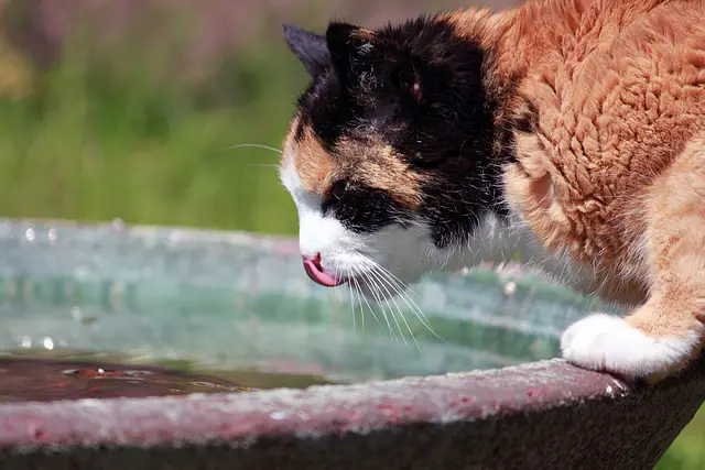 Woran kann ich erkennen, ob meine Katze genügend Wasser trinkt?